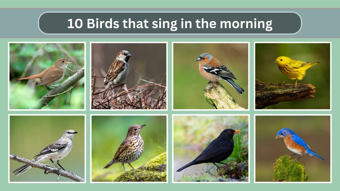 10 Birds that sing in the morning