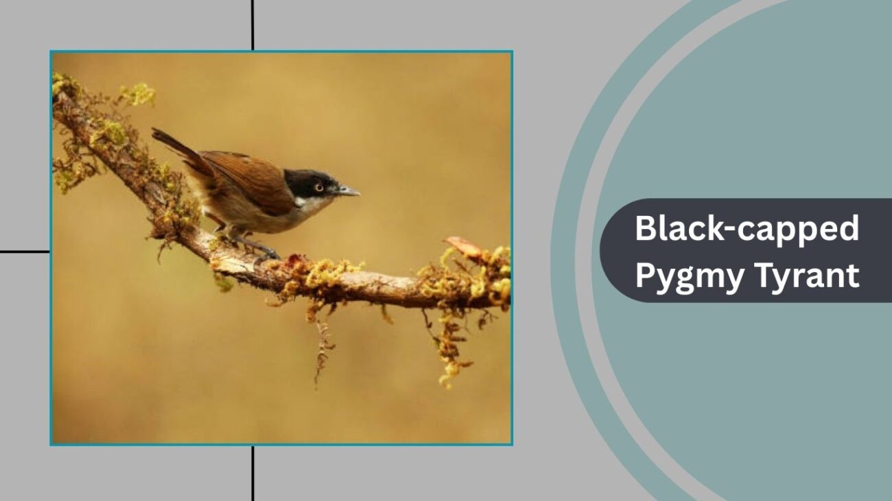Black-capped Pygmy Tyrant