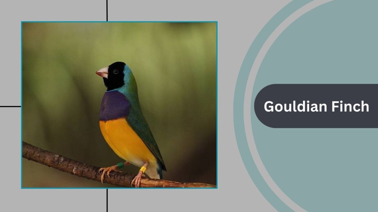 Gouldian Finch