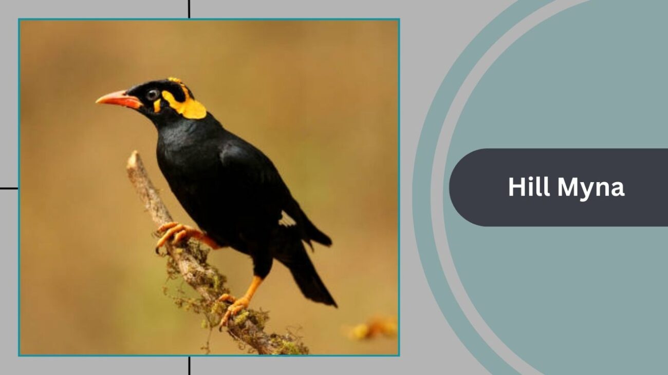 Hill Myna