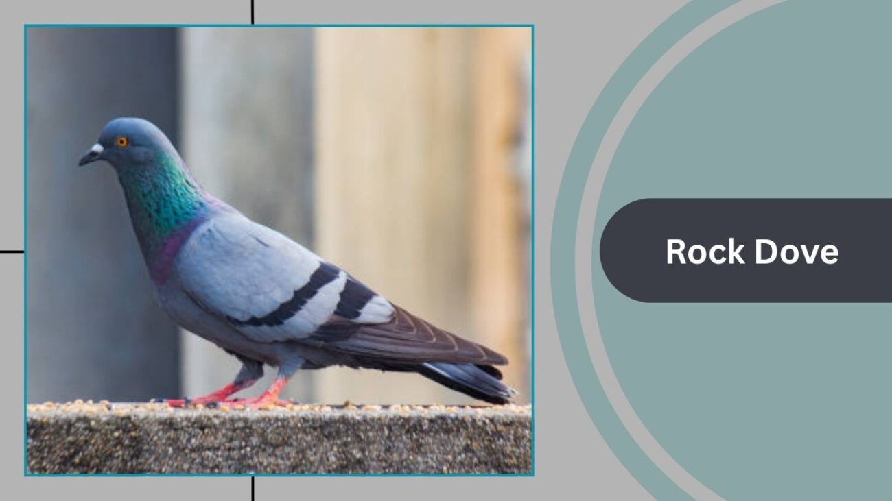 Rock Dove