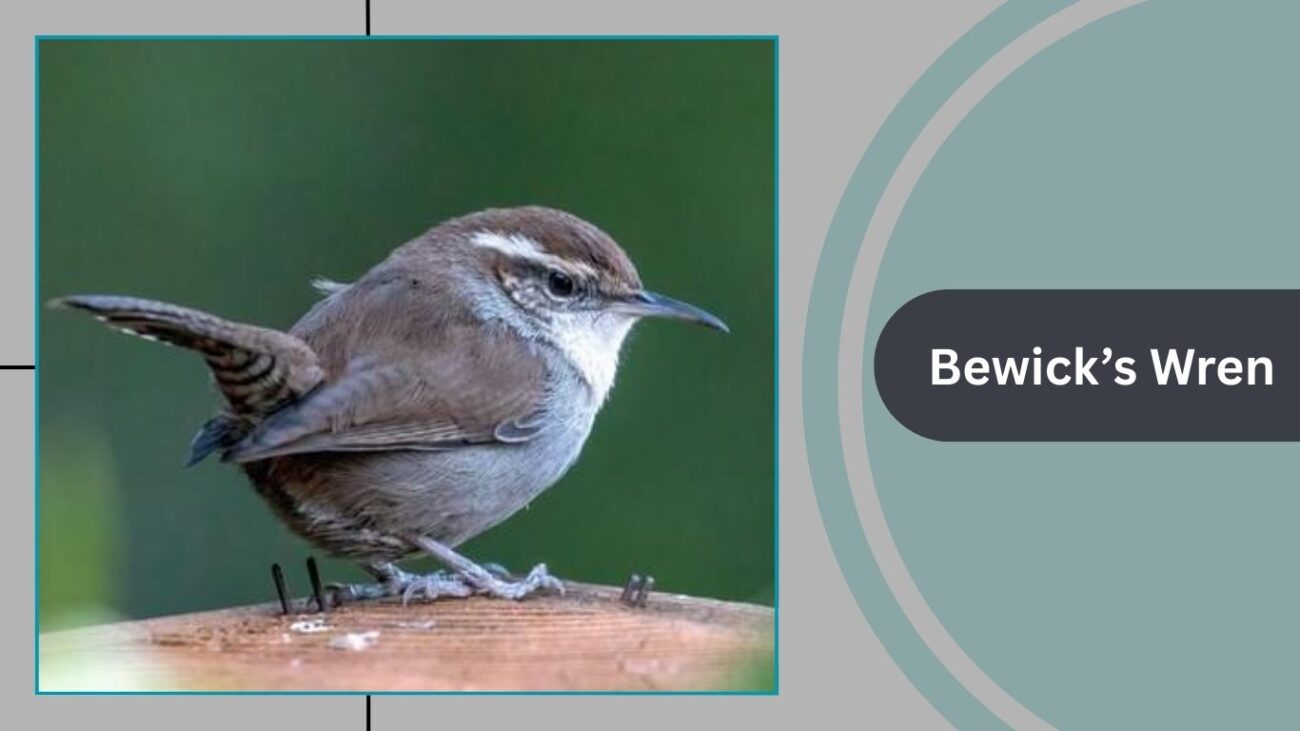 Bewick’s Wren