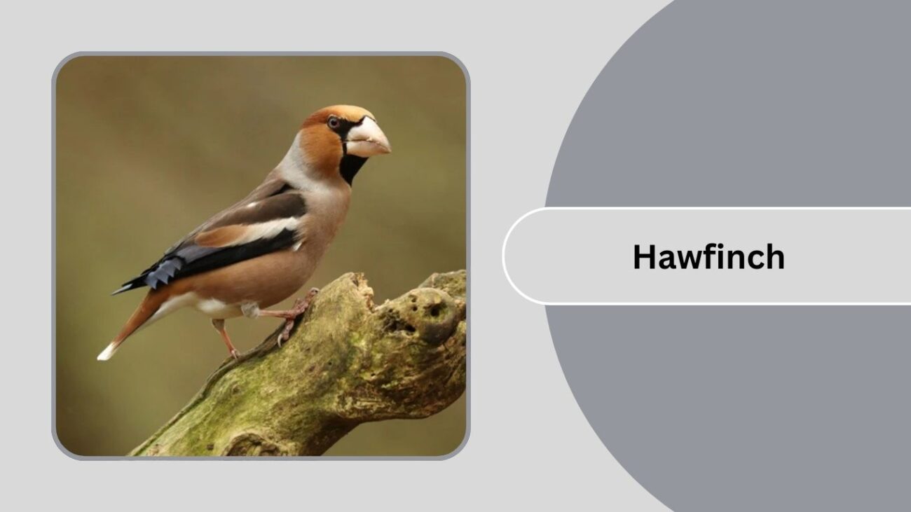 Hawfinch