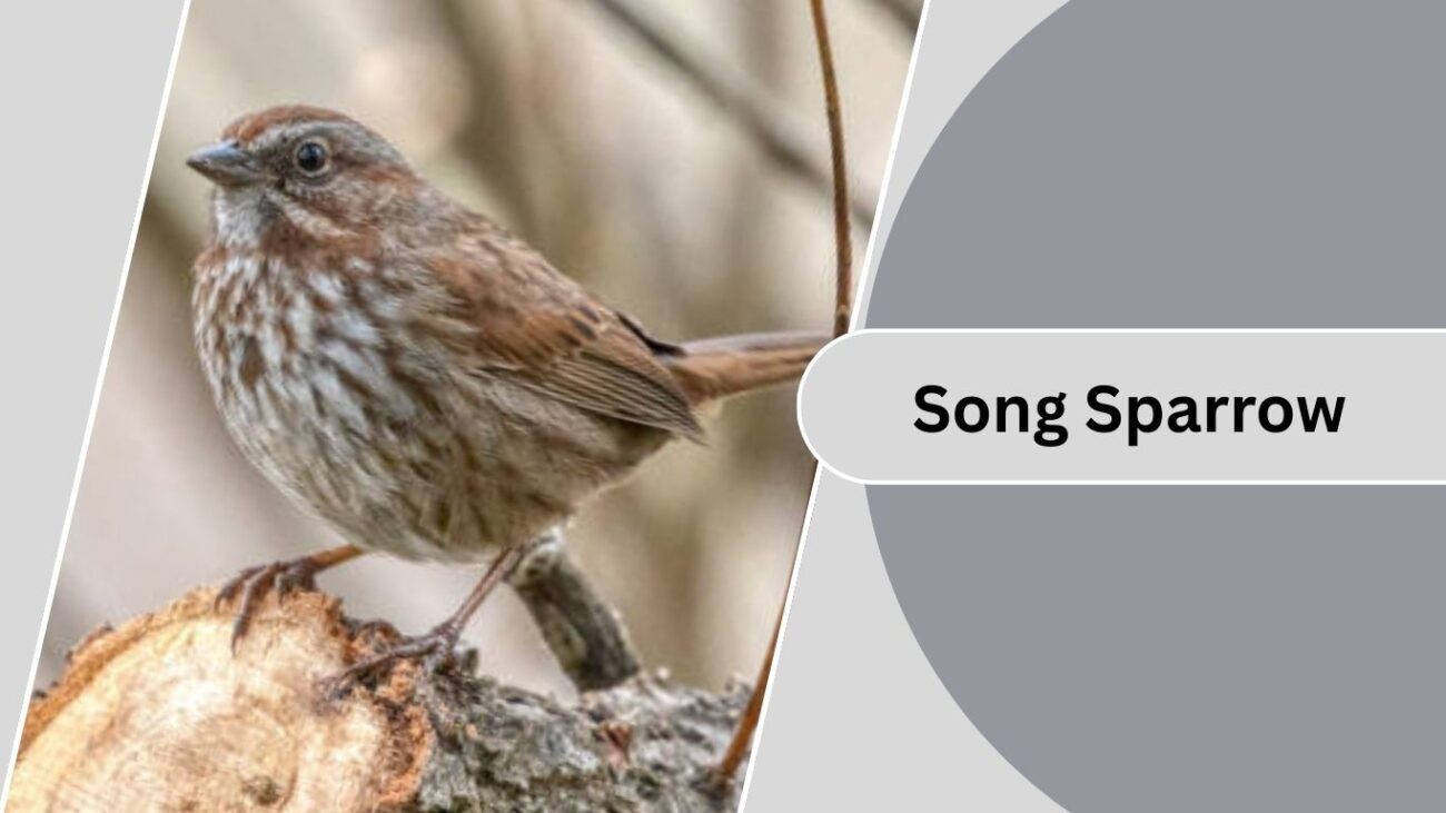  Song Sparrow