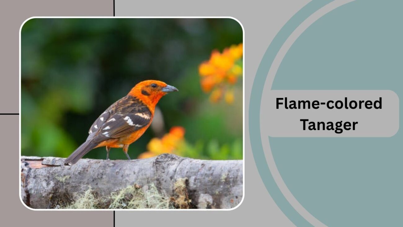Flame-colored Tanager
