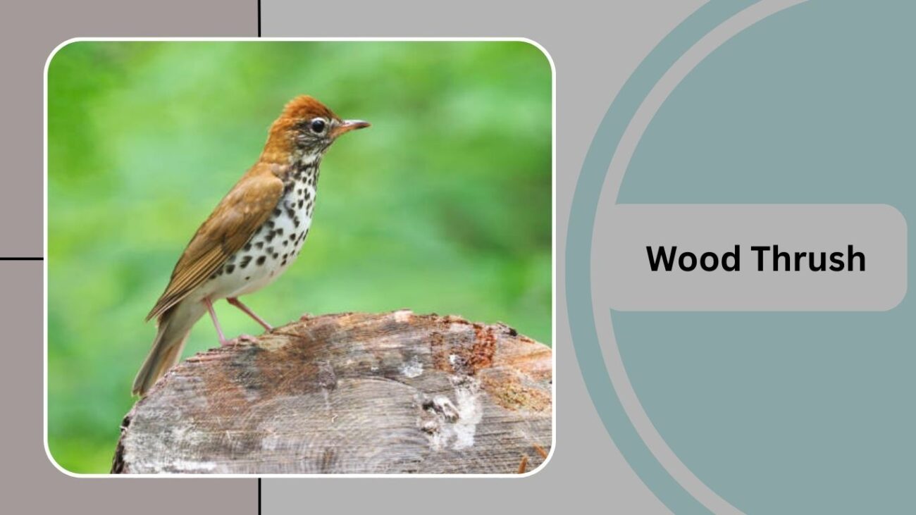 Wood Thrush
