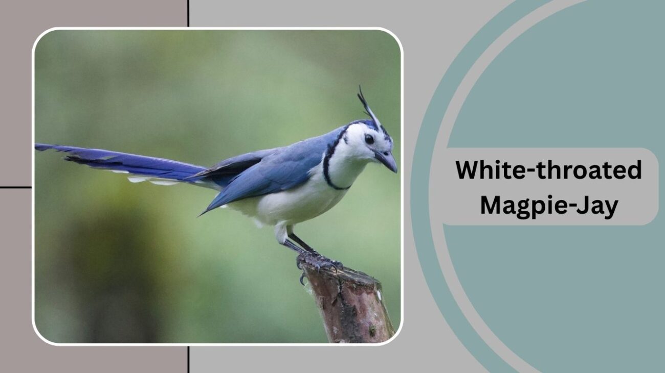 White-throated Magpie-Jay