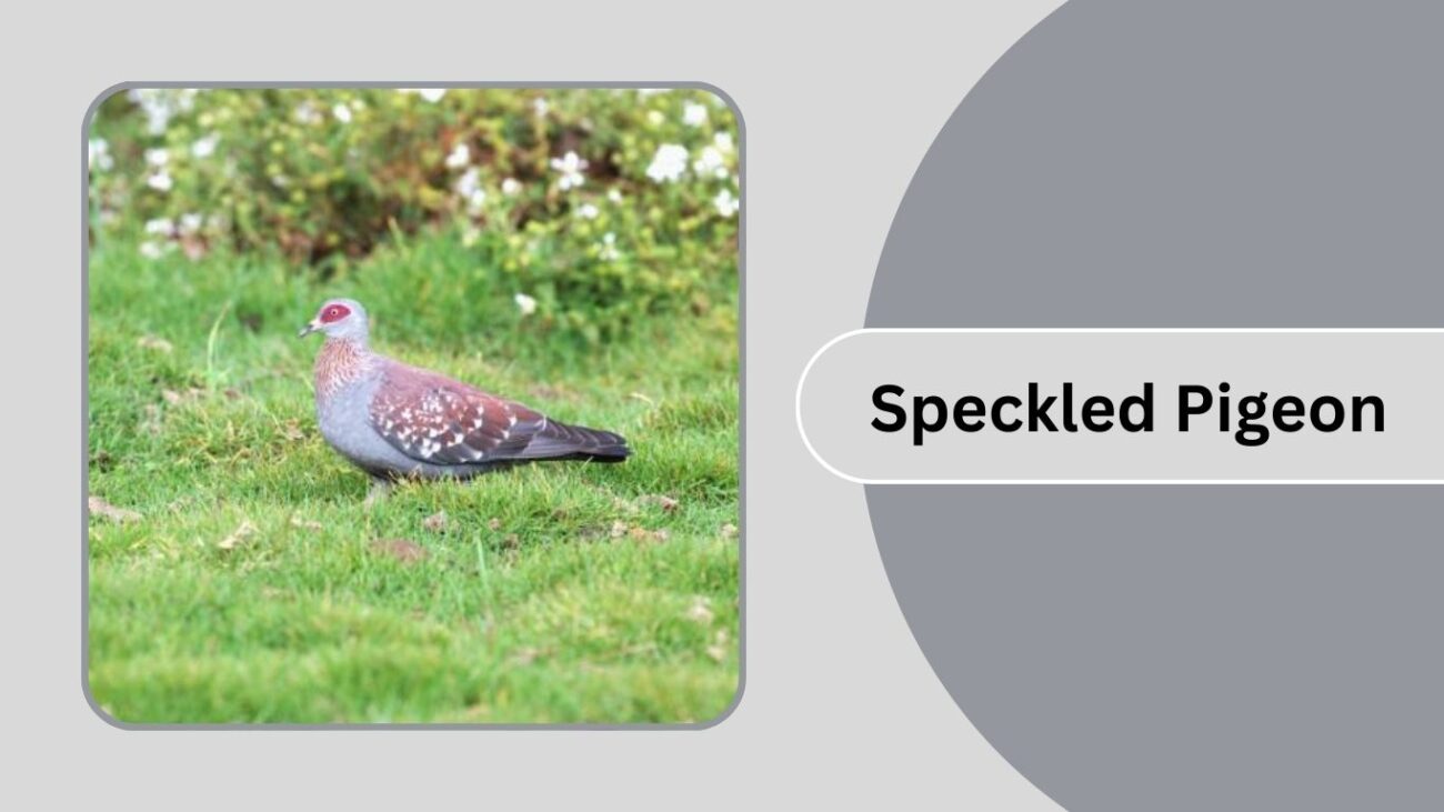 Speckled Pigeon