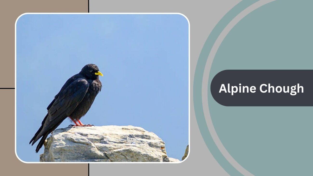 Alpine Chough