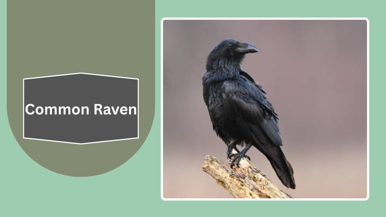 Common Raven
