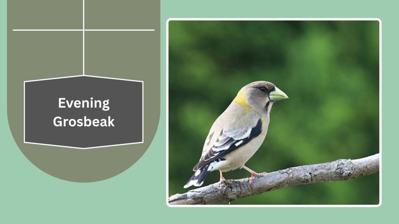 Evening Grosbeak