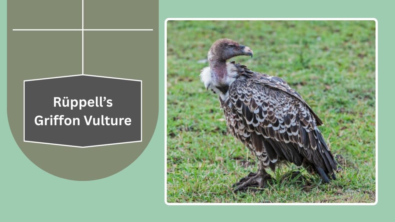 Rüppell’s Griffon Vulture