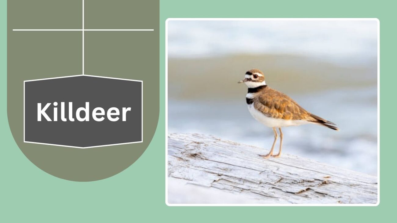 Killdeer
