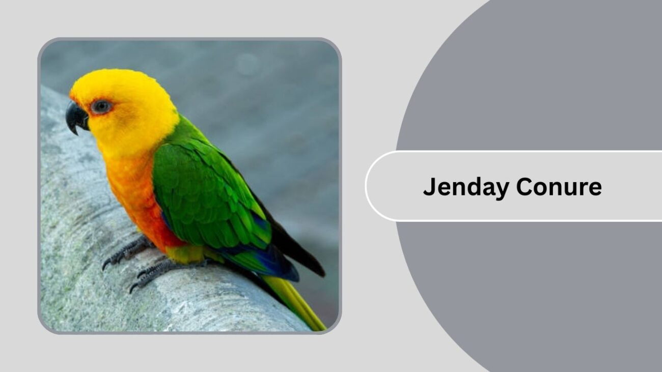  Jenday Conure