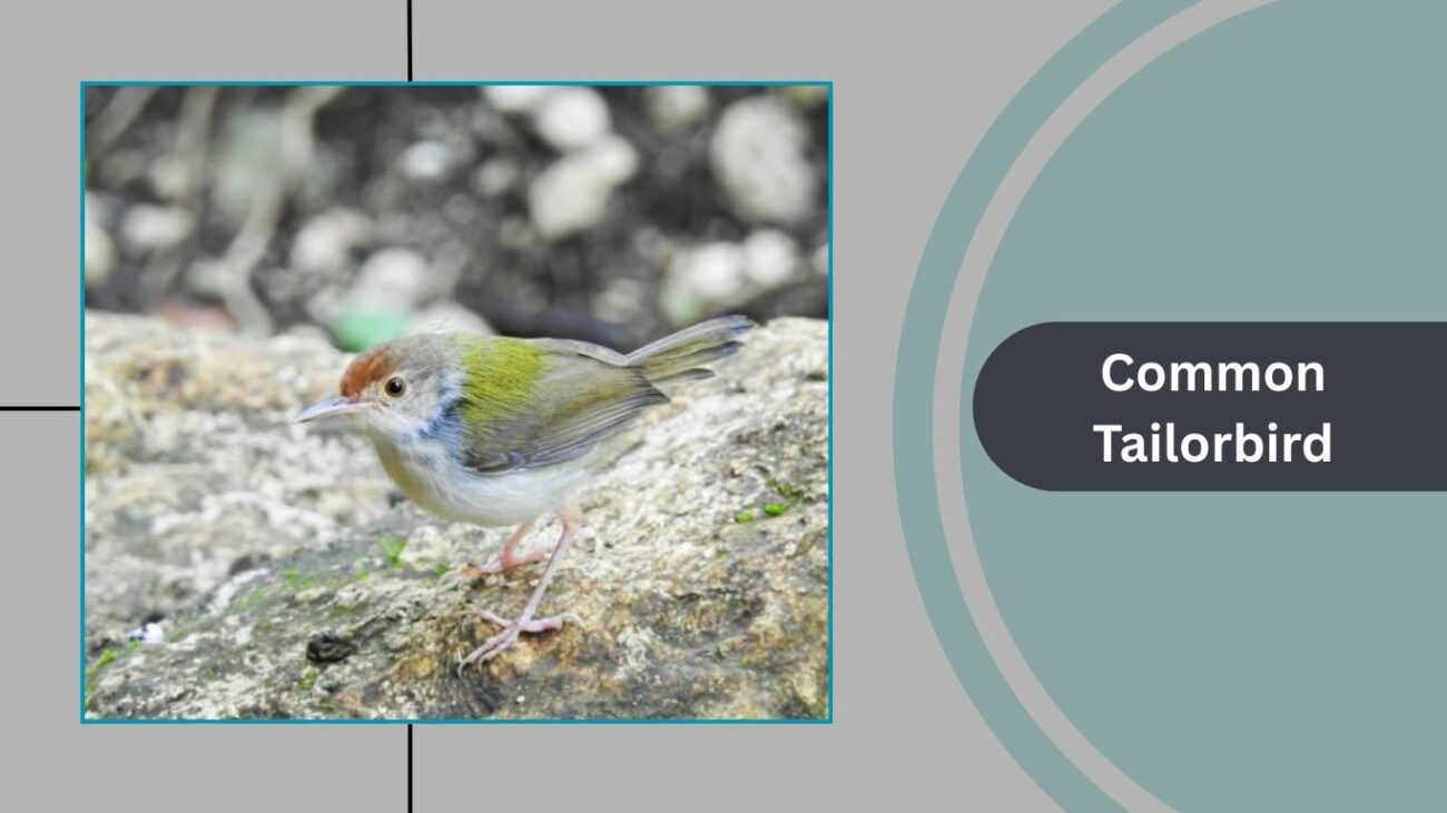 Common Tailorbird
