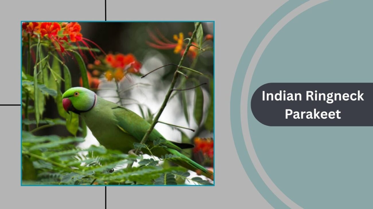 Indian Ringneck Parakeet