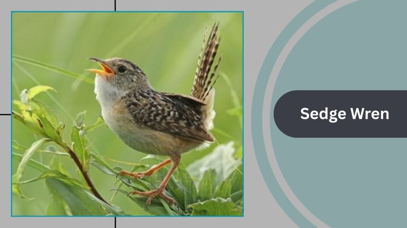 Sedge Wren