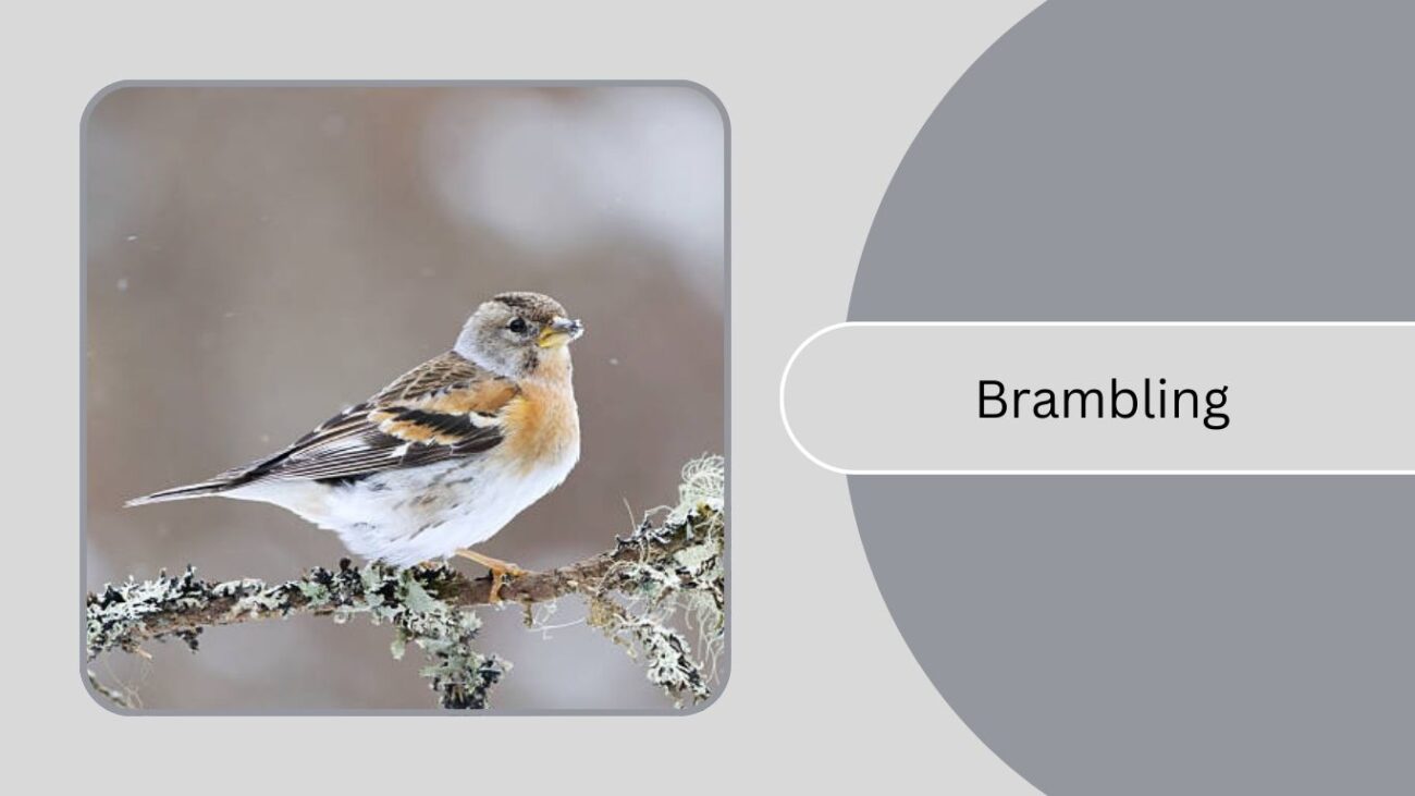 Brambling