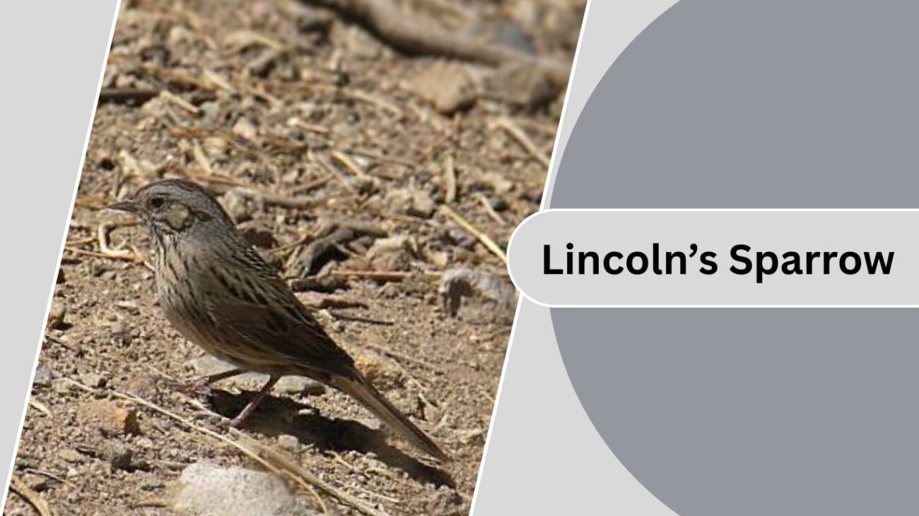 Lincoln’s Sparrow