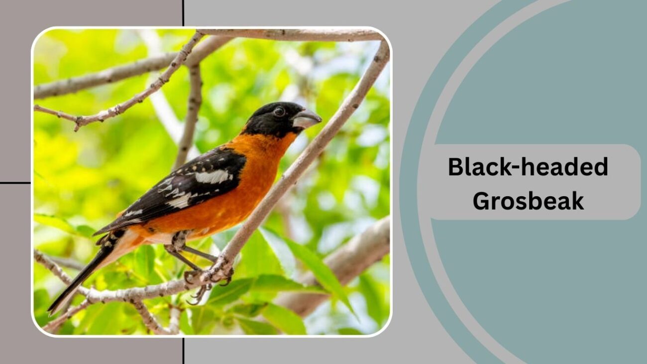 Black-headed Grosbeak