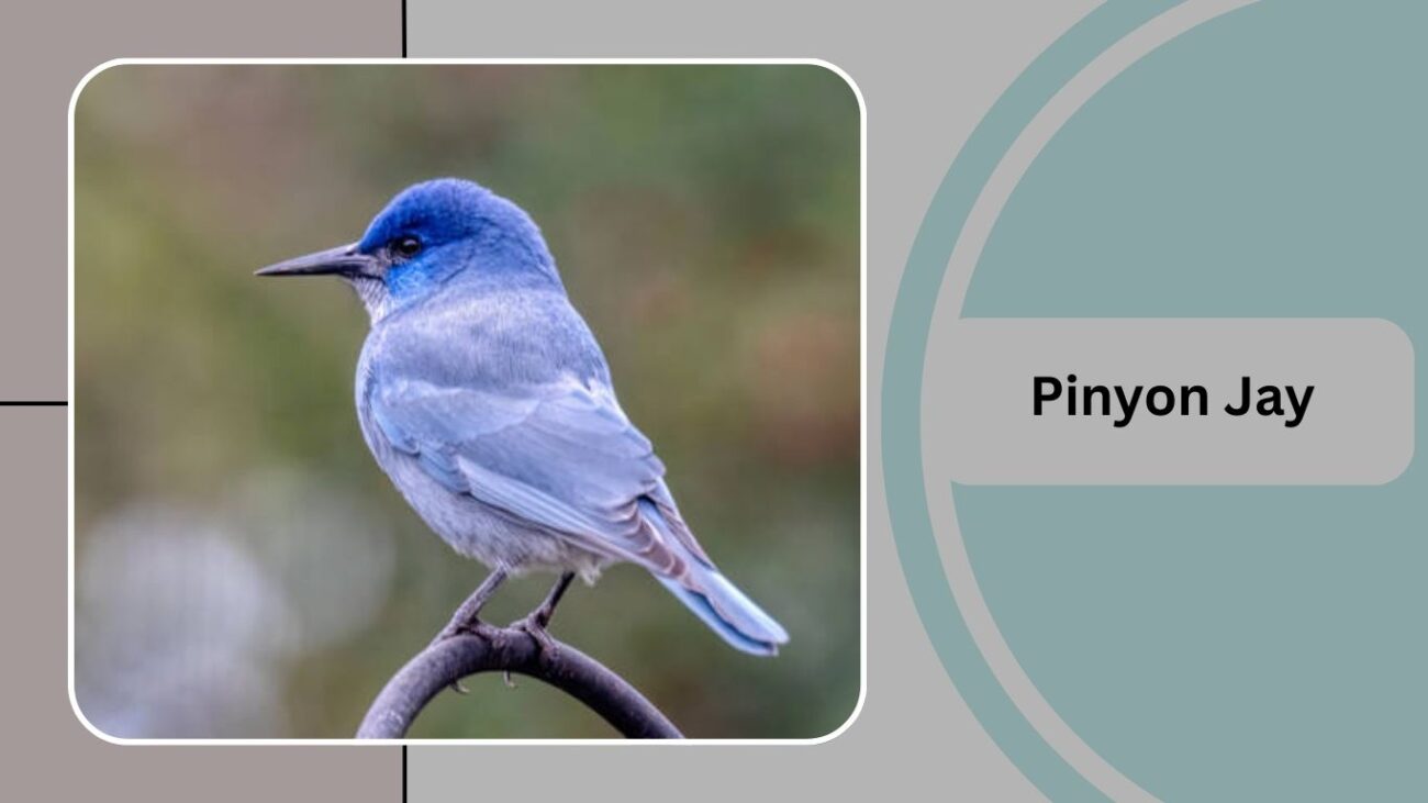 Pinyon Jay