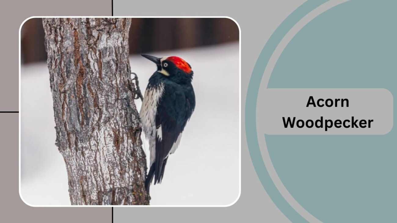 Acorn Woodpecker