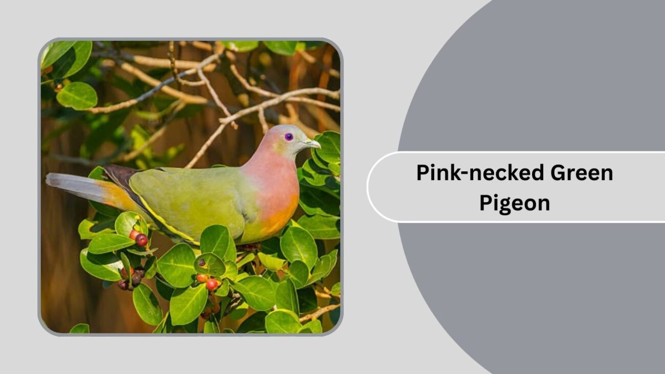 Pink-necked Green Pigeon