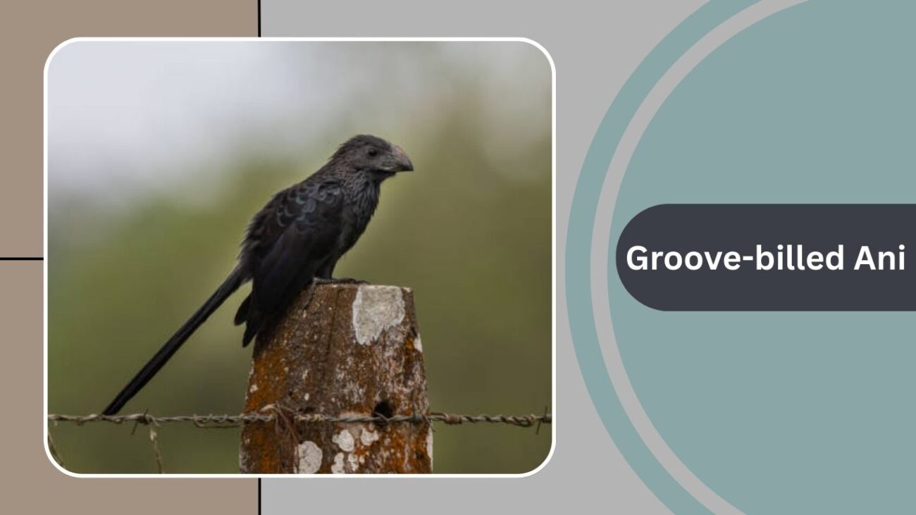 Groove-billed Ani