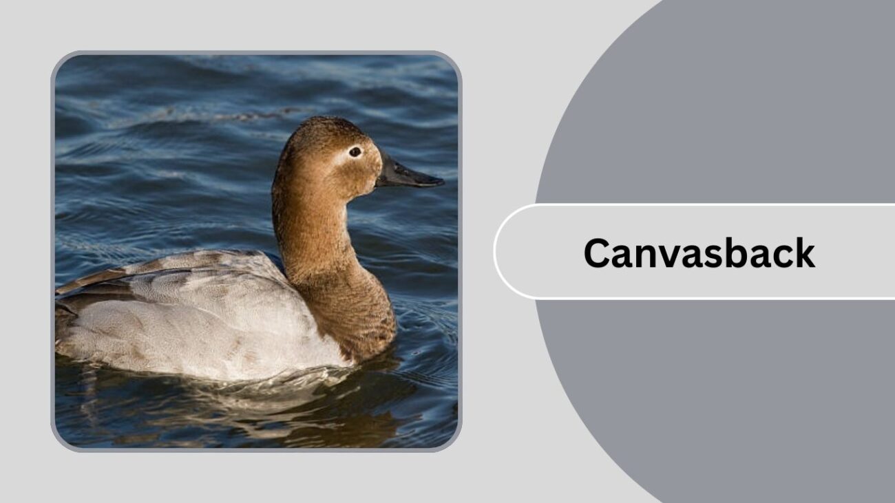  Canvasback
