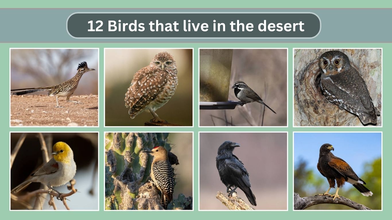 12 Birds that live in the desert