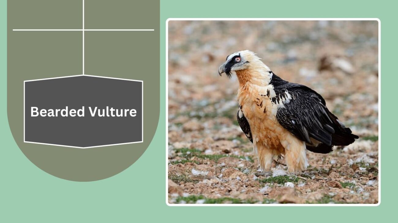 Bearded Vulture