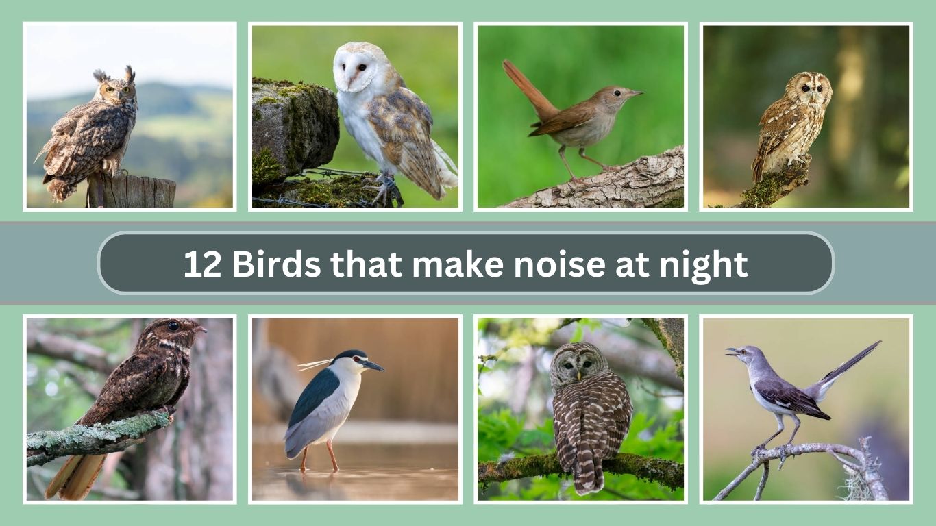 12 Birds that make noise at night