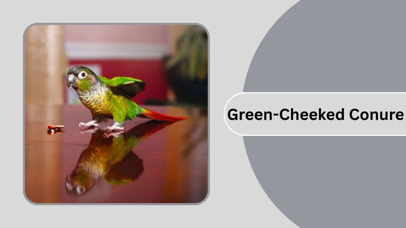  Green-Cheeked Conure