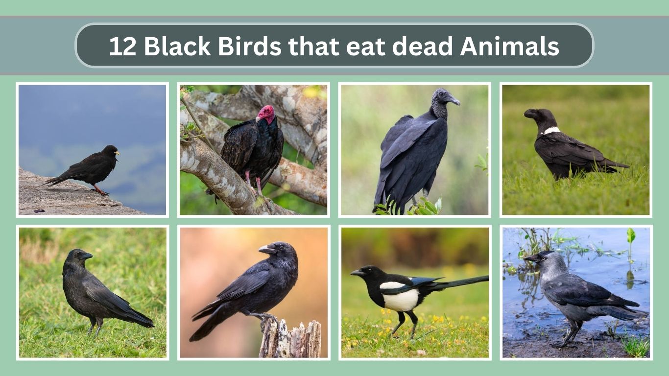 12 Black Birds that eat dead Animals