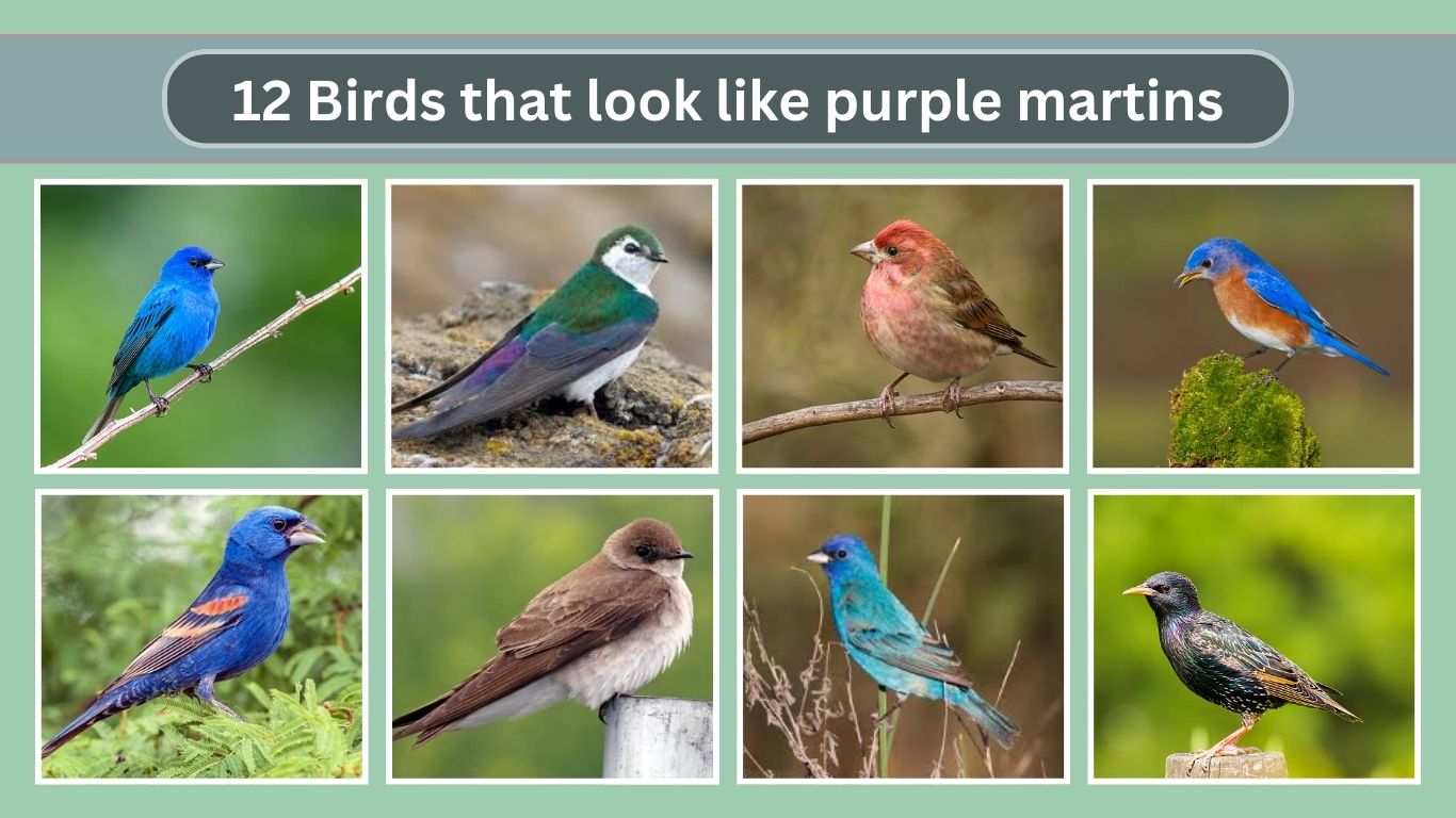 12 Birds that look like purple martins