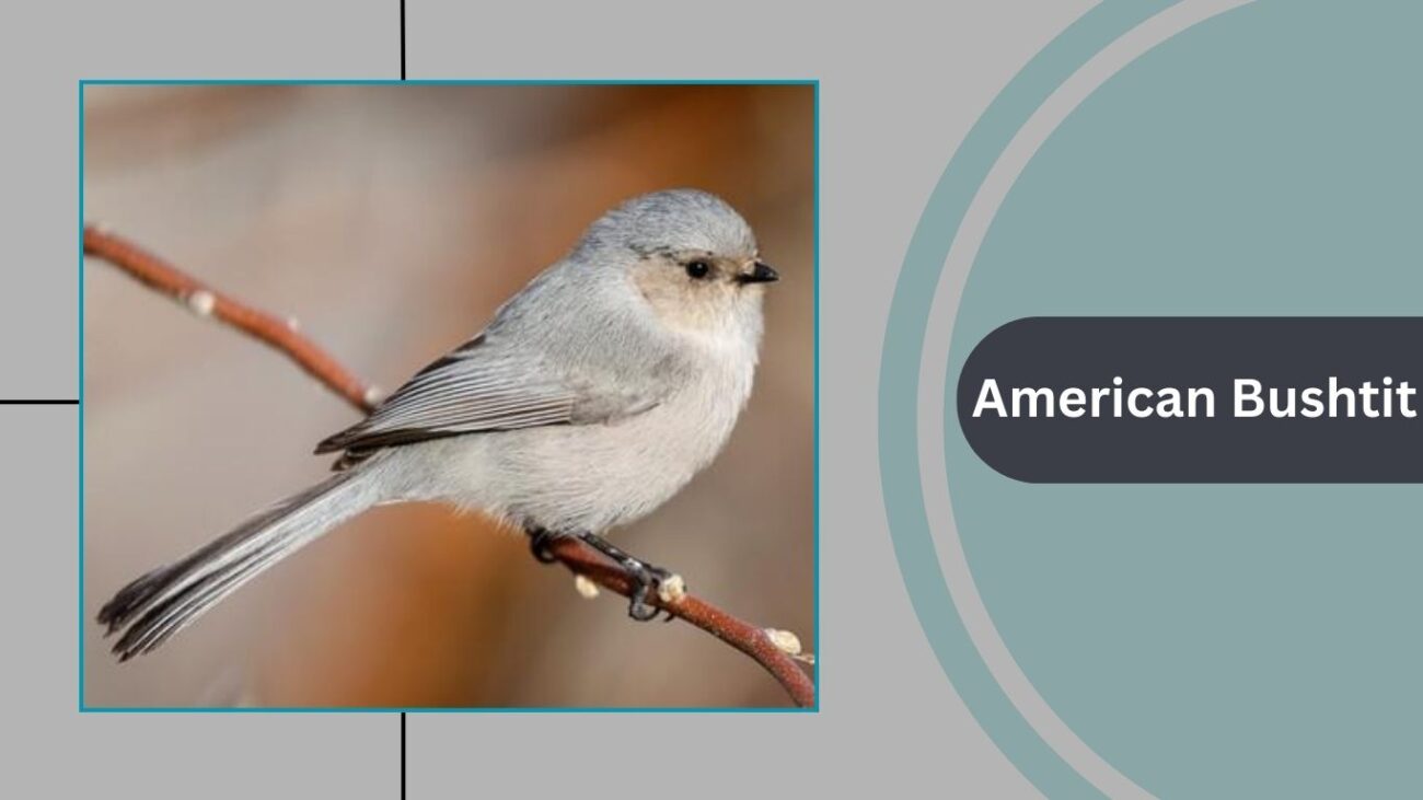  American Bushtit