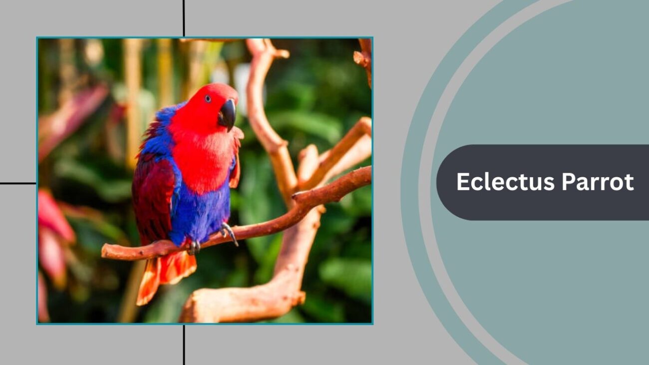 Eclectus Parrot