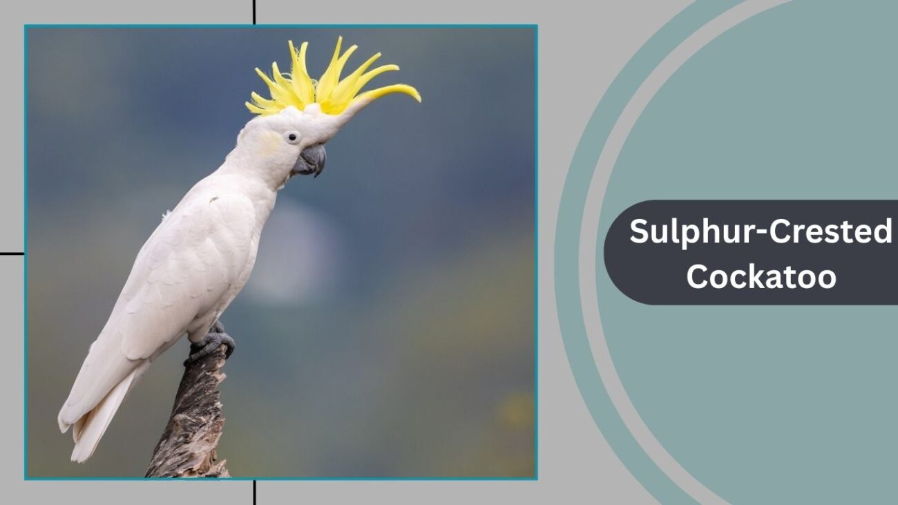 Sulphur-Crested Cockatoo