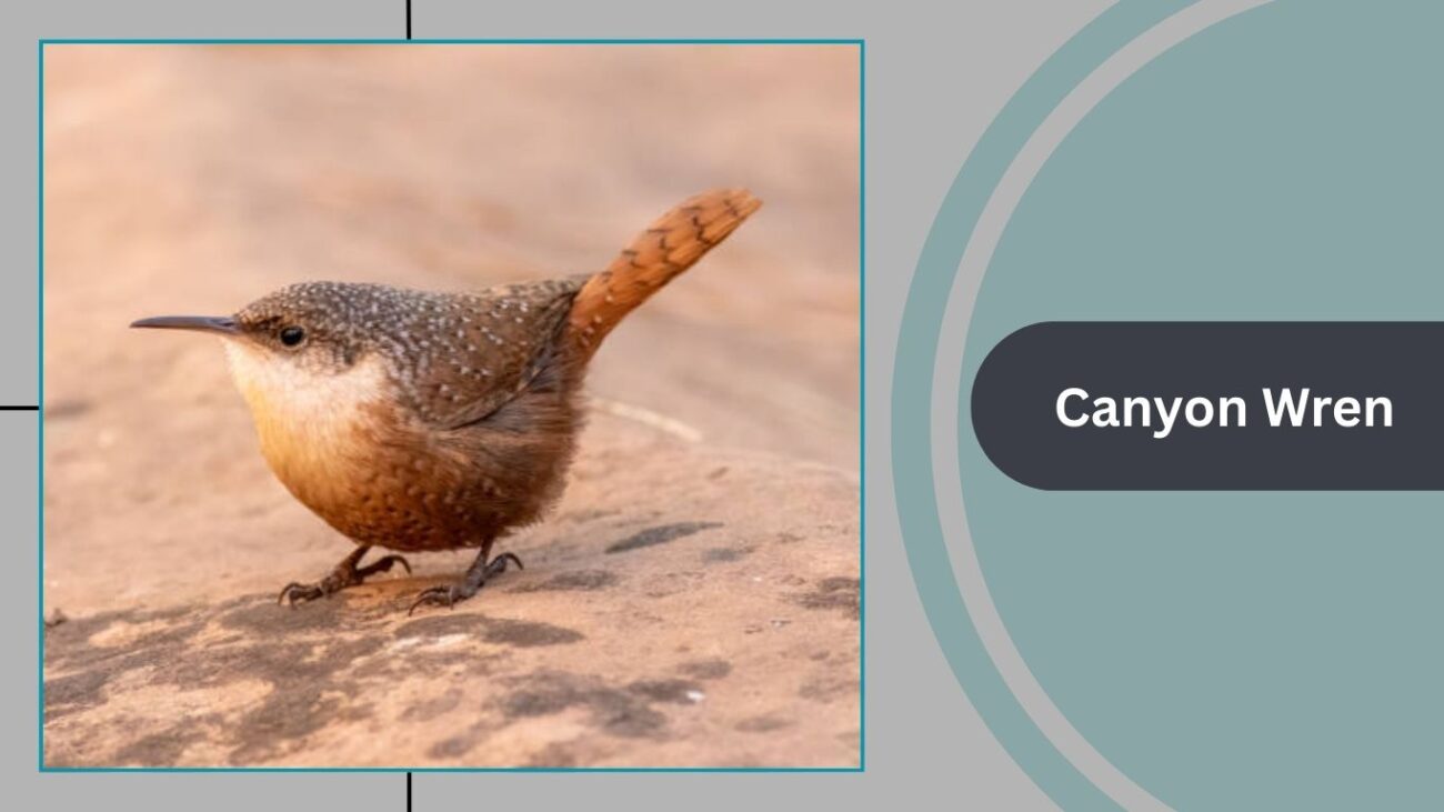 Canyon Wren