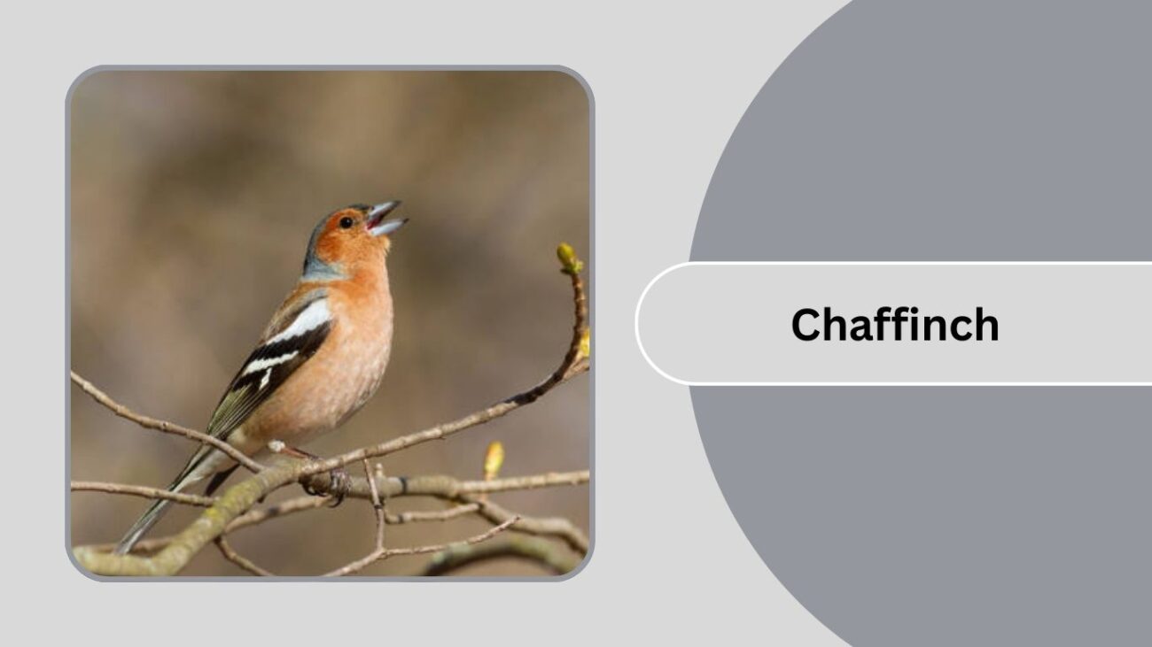Chaffinch