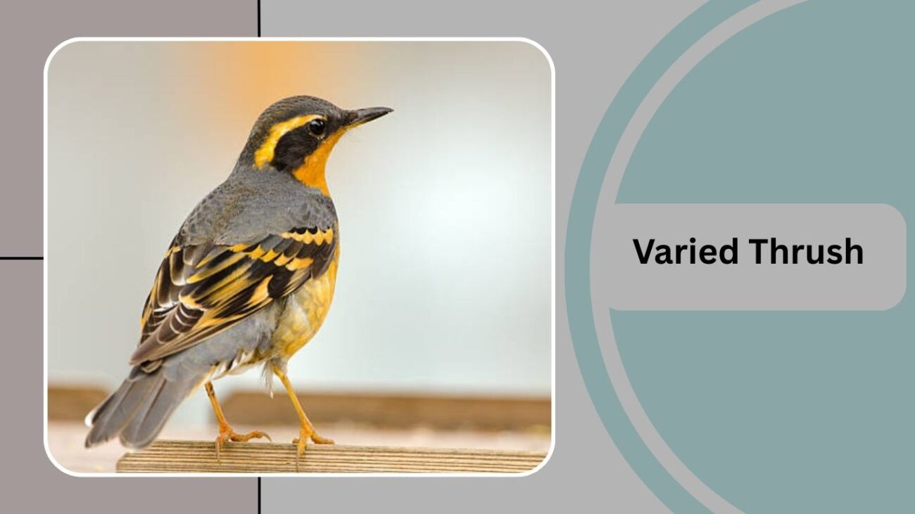 Varied Thrush