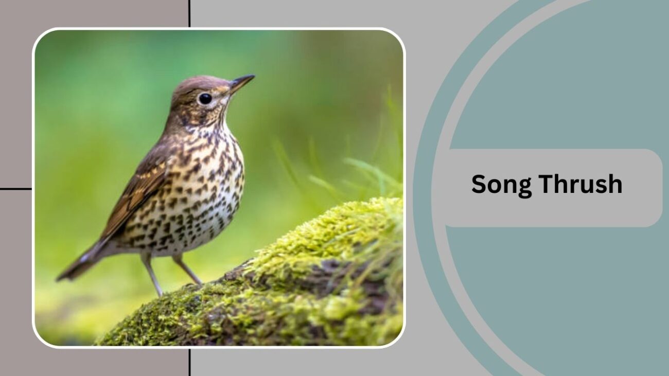 Song Thrush