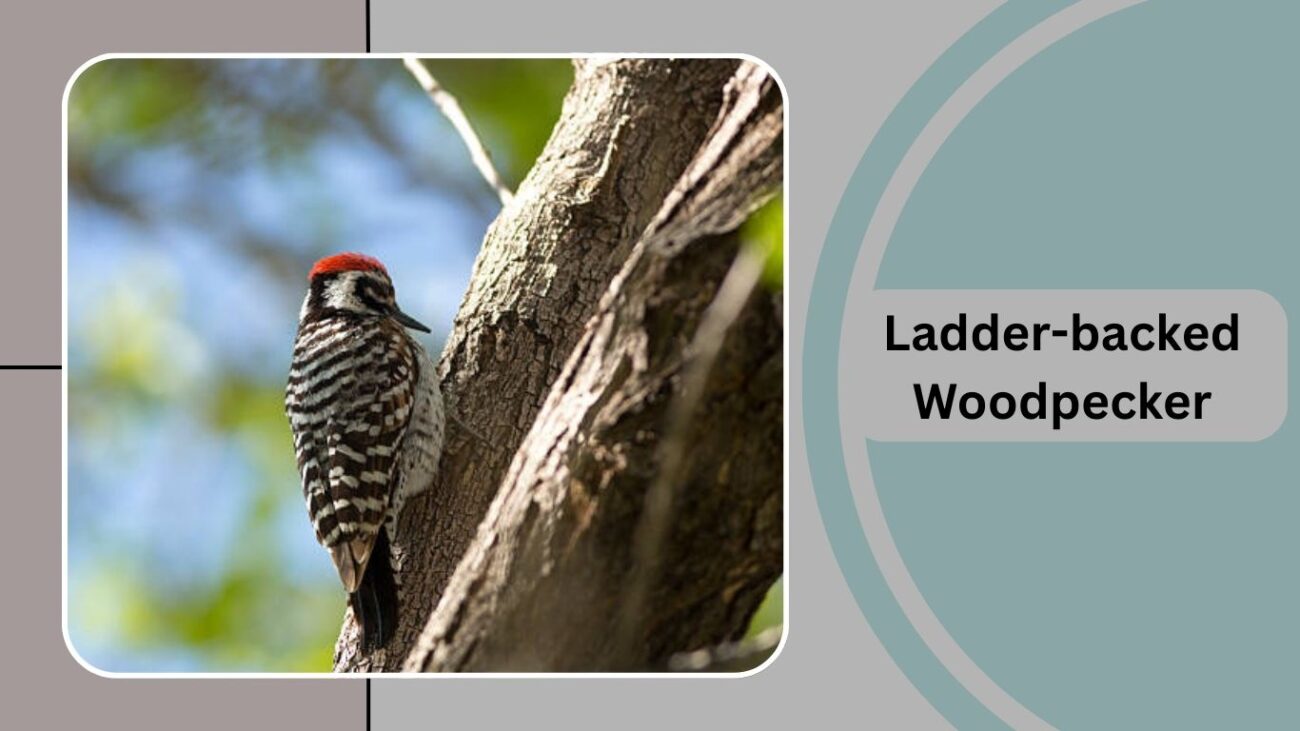 Ladder-backed Woodpecker