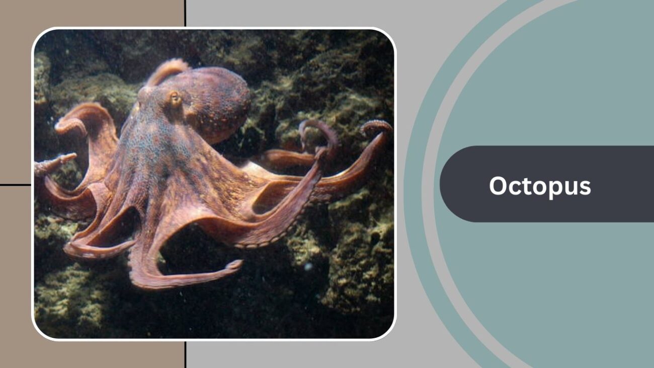 Octopus