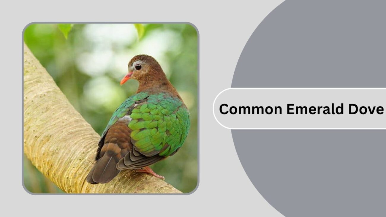 Common Emerald Dove
