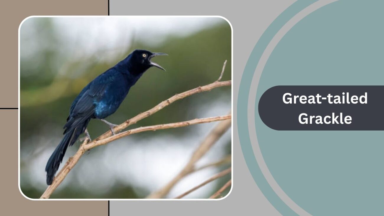 Great-tailed Grackle