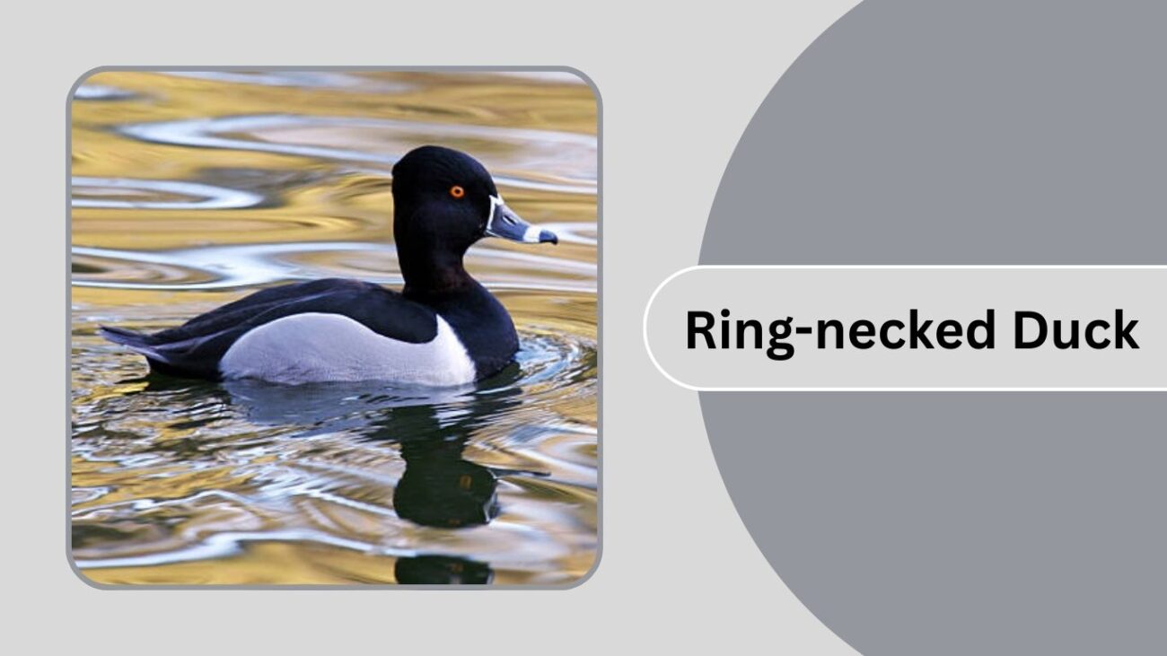 Ring-necked Duck