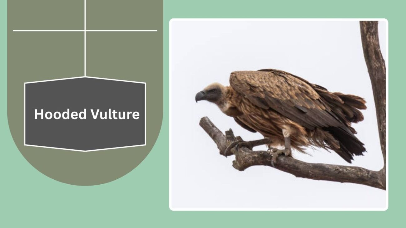 Hooded Vulture