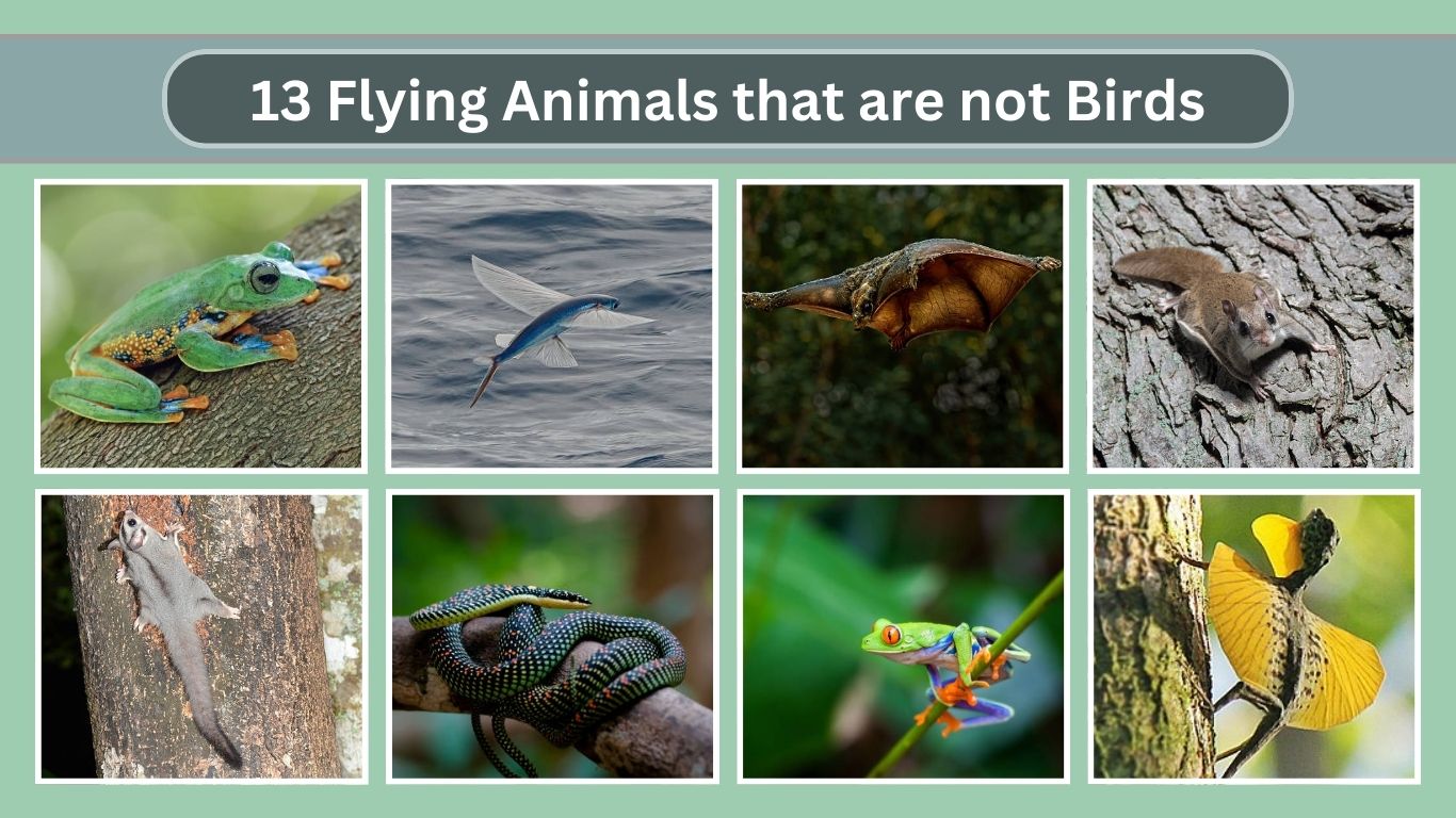 13 Flying Animals that are not Birds