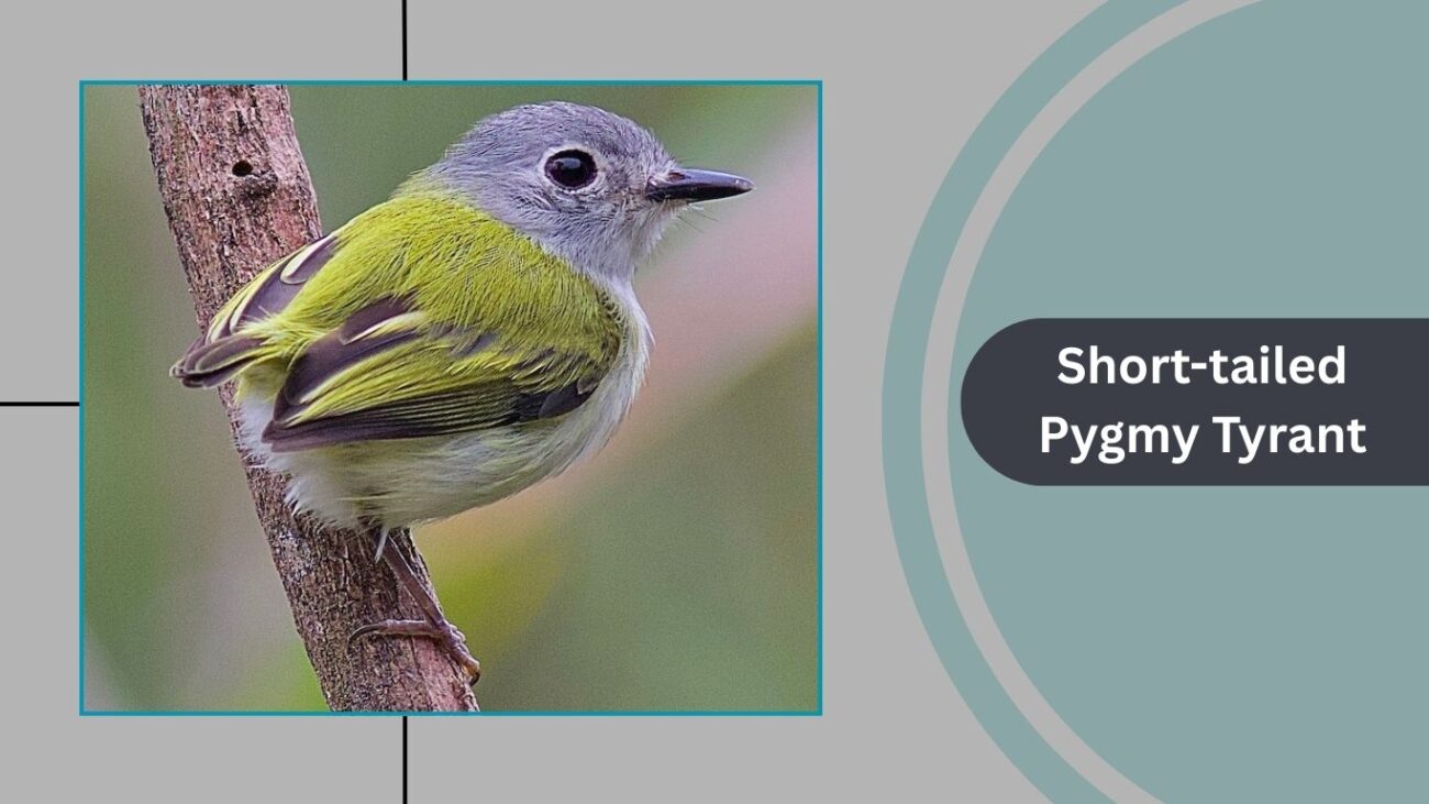 Short-tailed Pygmy Tyrant